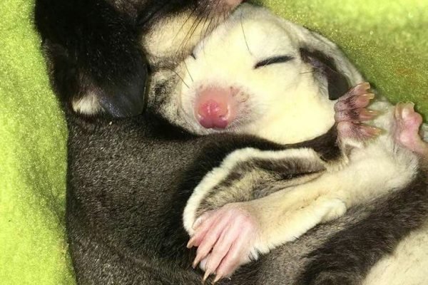 Sugar glider pet, Sugar glider baby, Sugar glider