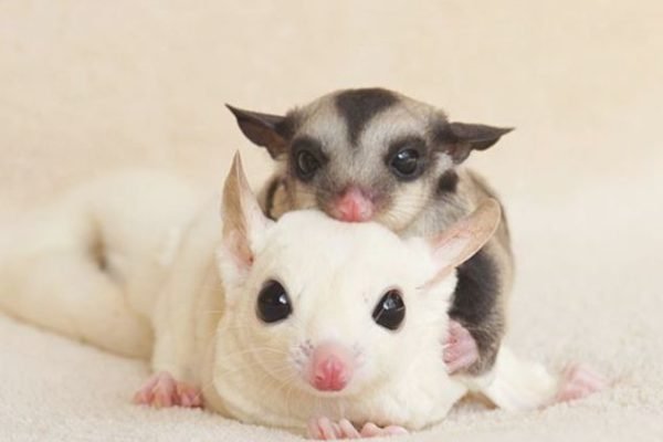 Sugar gliders