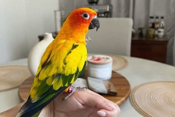 Sun Conure o Cotorra del Sol Sun Conure o Cotorra del Sol