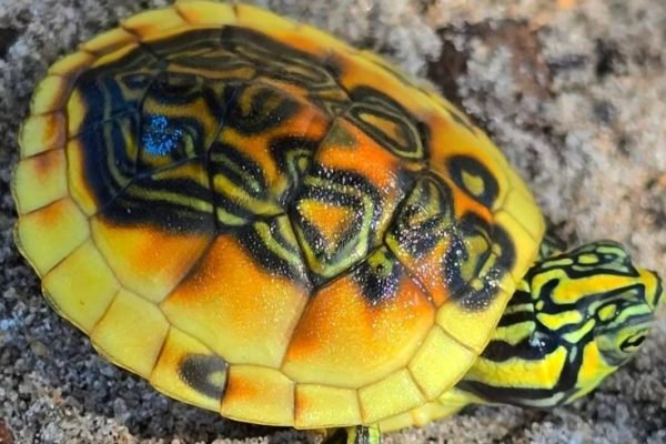 Super Golden Flame Florida Redbelly__Crazy looking male with a shadowy pattern