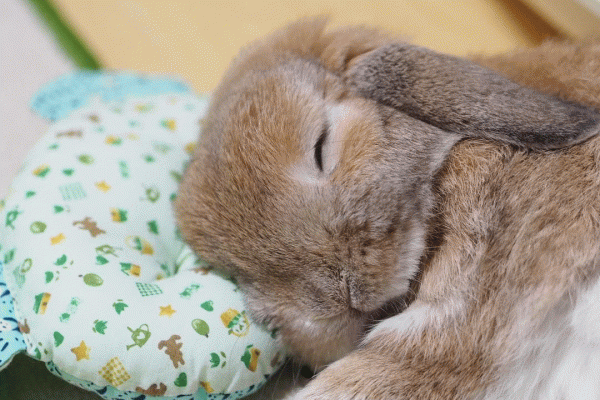 Sweet bunnies (01_09_20)