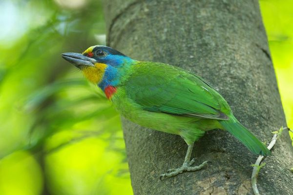 Taiwan Barbet_(Megalaima nuchalis) Taiwan Barbet_(Megalaima nuchalis)
