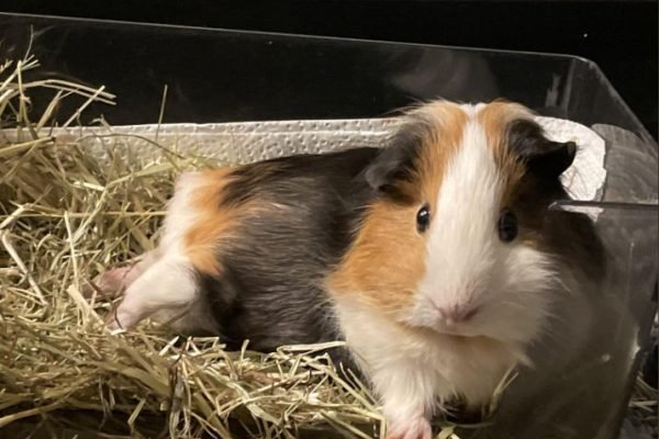 The little emperor now grants you an audience