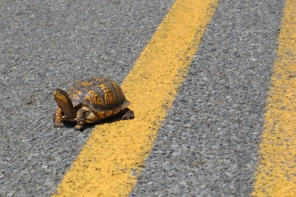 The savior of turtles in the road_