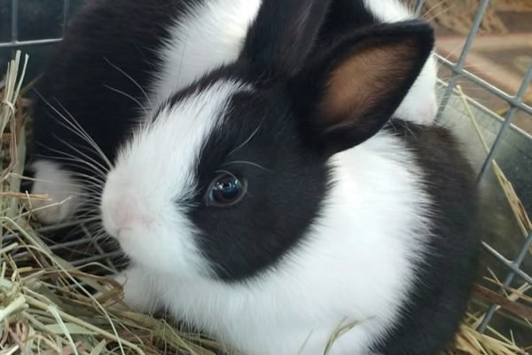 Three week old Dutch rabbit sisters, Breeze and Dotti