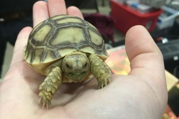 Tortoise