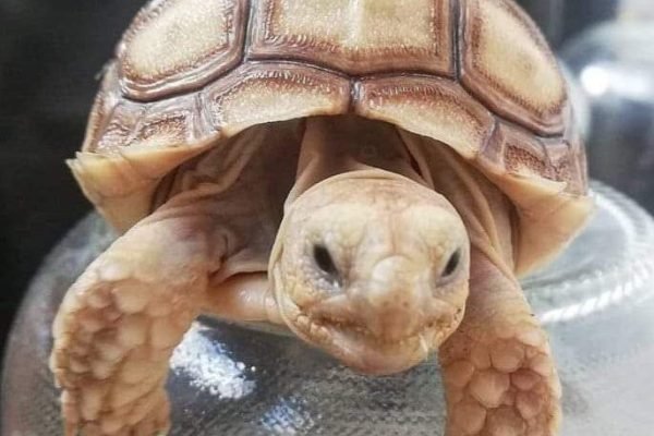 Tortoise is wonderful Tortoise is wonderful