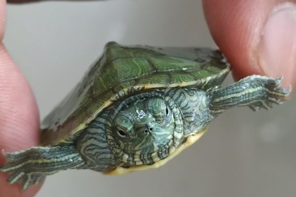 Turtle