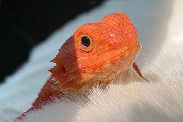 ULTRA RED Hypo Trans FREE SHIPPING Central Bearded Dragon by Leila’s Lizards ULTRA RED Hypo Trans FREE SHIPPING Central Bearded Dragon by Leila’s Lizards