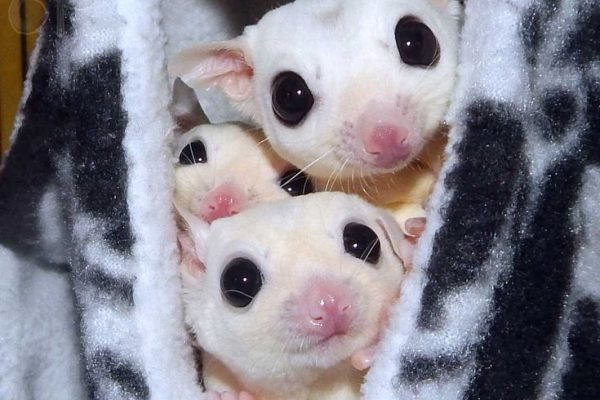 Welcome to NH Sugar Gliders