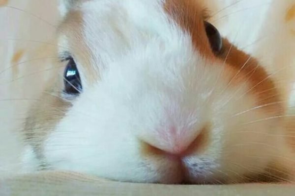 What a sweet bunny! (02_20_20)