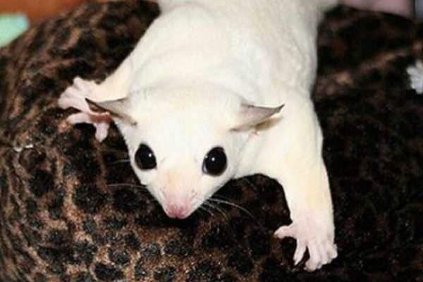 White sugar glider