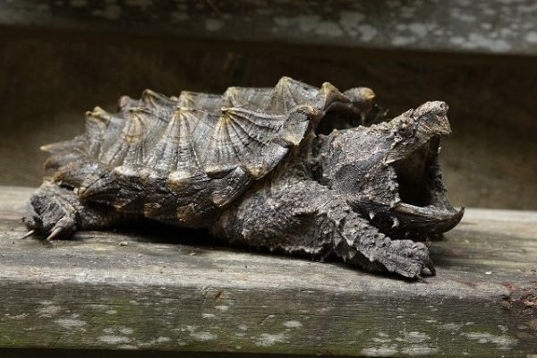 alligator snapping turtle
