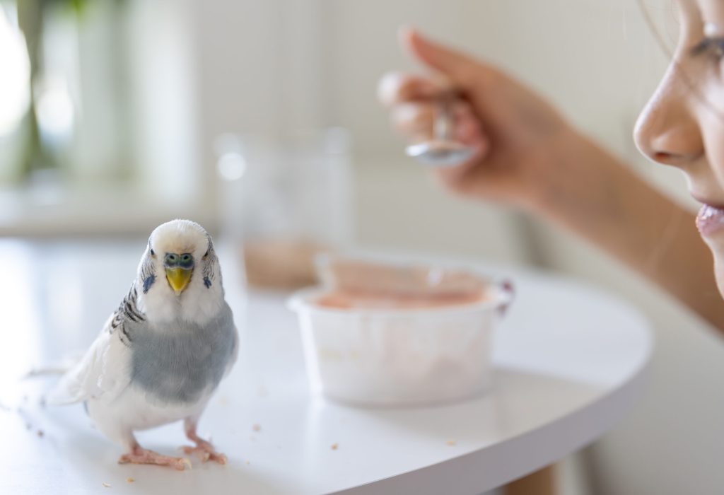 beautiful-little-girl-is-playing-with-white-blue-budgie-pets-concept A beautiful little girl is playing with a white and blue budgie. Pets concept. High quality photo SSUCv3H4sIAAAAAAAAA41PSW7DMAz8C88yINfxpq8EOWihHSK2FUhUg8LQ3ws5DnrtbYbkLNyBHCiwGm3XSFm16OqqrnGqzGTbamwmO/SdudRSgwCnGUHVTdONzTj0/dDKLymlFGB0JAtqB1qWFDloJr+BkgICbg7DAdER+0B6ASWzgMiaU8QIas8CrGacfaCDf/yue5mDAhAQkykgi3/ObgL0jJv9Kf65FFlQH3HXm4DHizGsZ7bne6lY4DOQpW0+O6XIfn3jzXPRHgns7YPcKX6/cafIPpQsSM/Fa4fuXCezEvOHBvwmfP1d55x/AfV7Vi6EAQAA