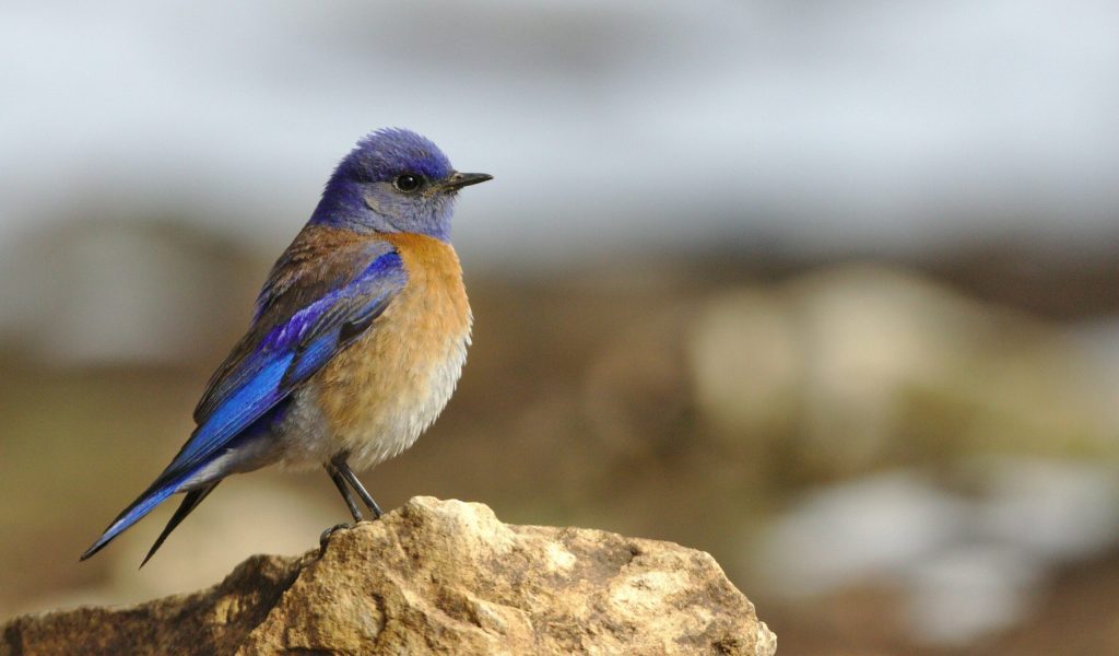 benoit-gauzere-6CcoF7h9h-k-unsplash benoit-gauzere-6CcoF7h9h-k-unsplash