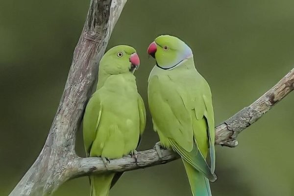 bird anime – Bird Supplies – Beautiful wallpapers bird anime - Bird Supplies - Beautiful wallpapers