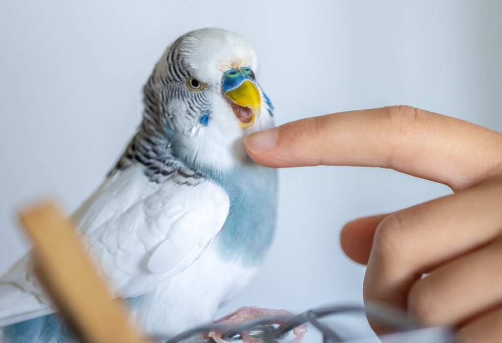 Blue and white budgerigar. Pets concept and domestic birds. Blue and white budgerigar. Pets concept and domestic birds. High quality photo