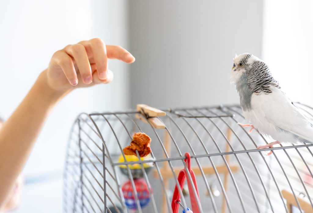 Blue and white budgie in a cage. Pets concept. Blue and white budgie in a cage. Pets concept. High quality photo