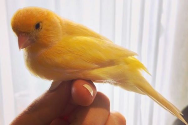 #camarybird #camarybird