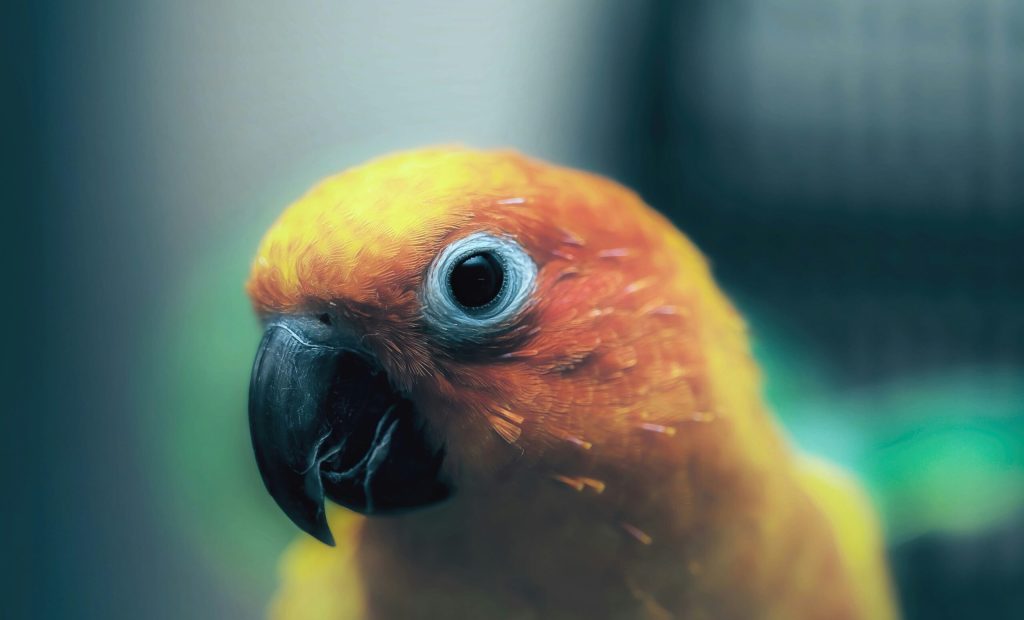carlos-quintero-2YIgcX5ZaSQ-unsplash