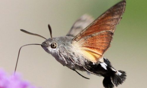 close-up _Macroglossum stellatarum_ - kolibrievlinder