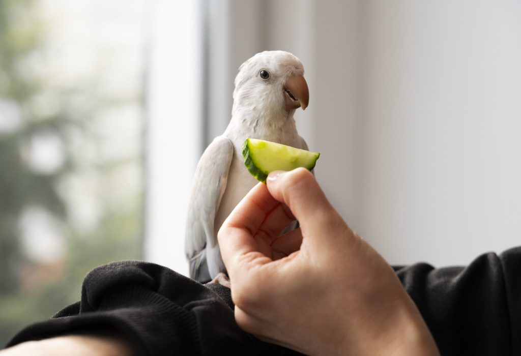 close-up-adorable-parrot-eating close-up-adorable-parrot-eating