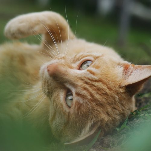 A closeup shot of a brown cat laying on the grass