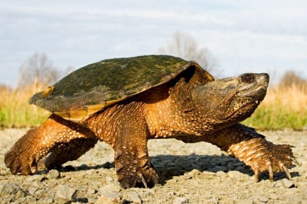 common snapping turtle common snapping turtle