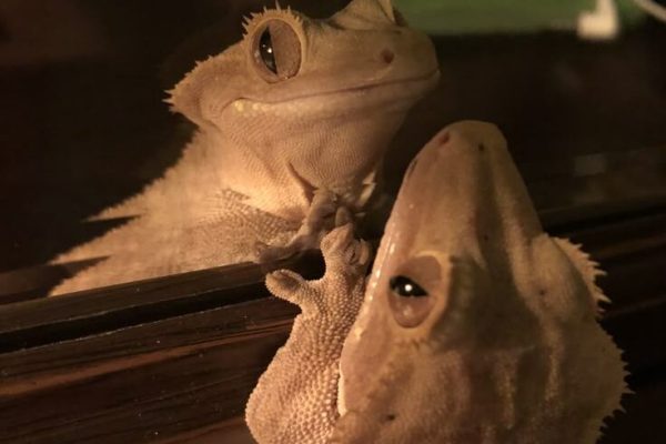 crested gecko meme