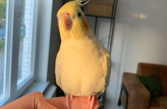 cute bird cute bird