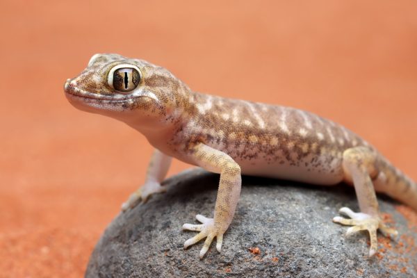 cute-sand-gacko-sunbathing-rock