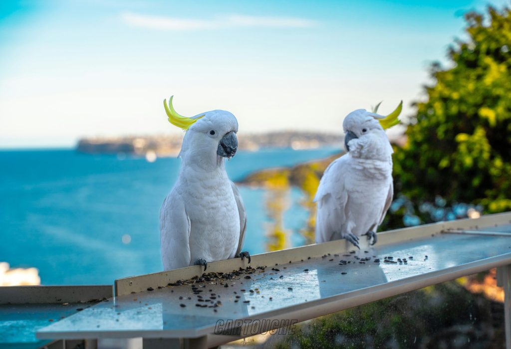 cyril-cartuyvels-BkQEJ7RbuuQ-unsplash