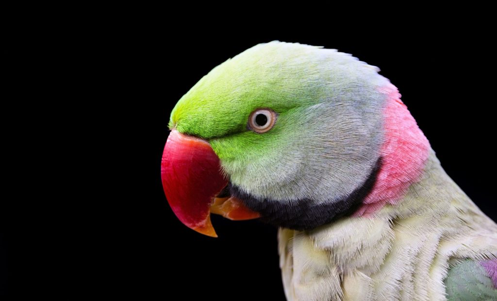 david-clode-sBiUjHY28ns-unsplash