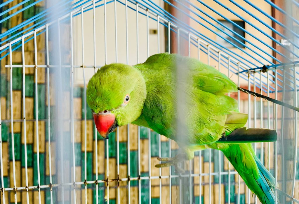 dicson-eHXcGSU7Hck-unsplash dicson-eHXcGSU7Hck-unsplash