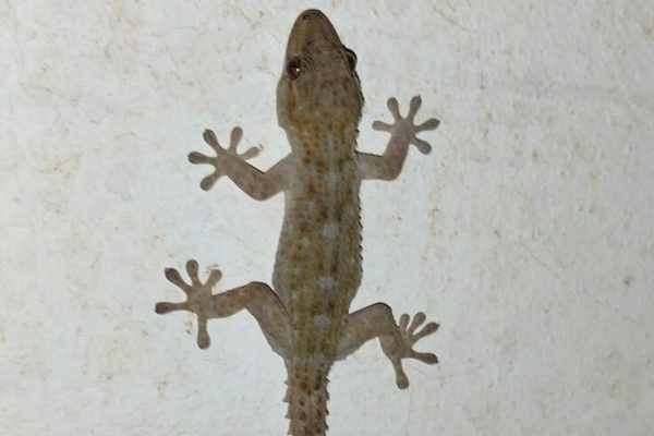 ein junges Gecko auf Teneriffa ein junges Gecko auf Teneriffa