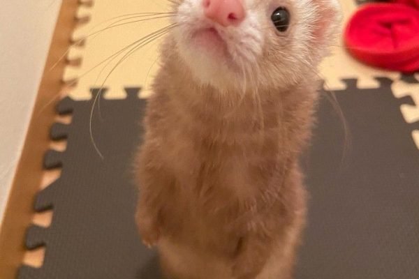 #ferret