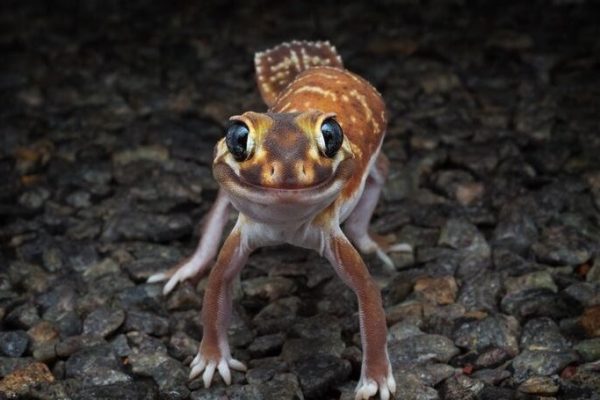 gecko smile gecko smile