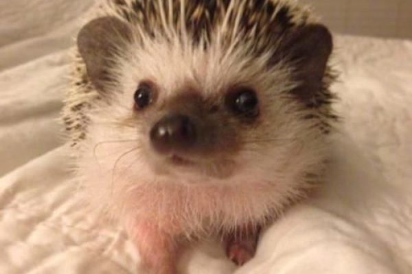 hedgehog _ via Facebook #cute
