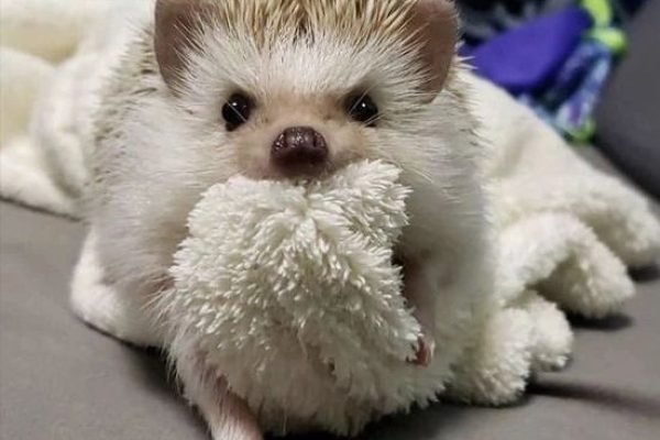 hedgehog,hedgehog cage ideas