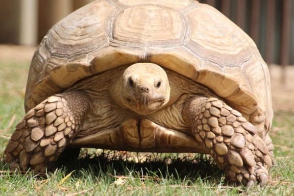 hugte & old turtle hugte & old turtle