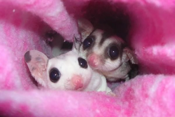 i want a pet sugarglider