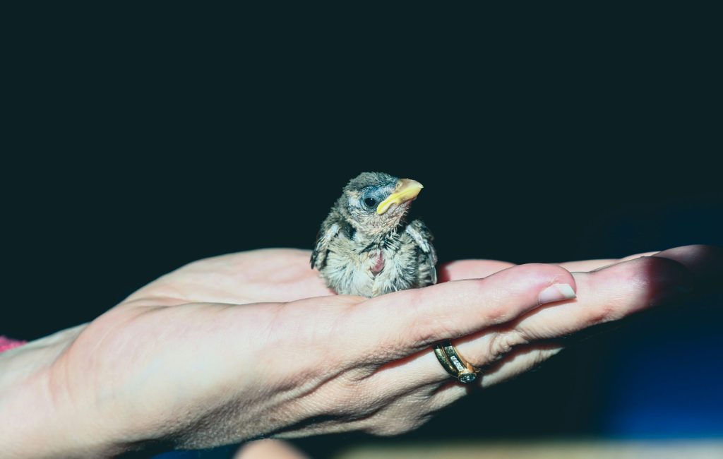 jametlene-reskp–BZsh6p2nZI-unsplash jametlene-reskp--BZsh6p2nZI-unsplash