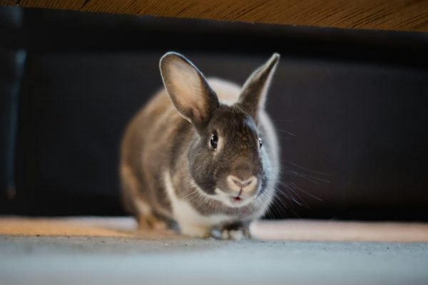 jason-leung-AqlJsTUh0JQ-unsplash