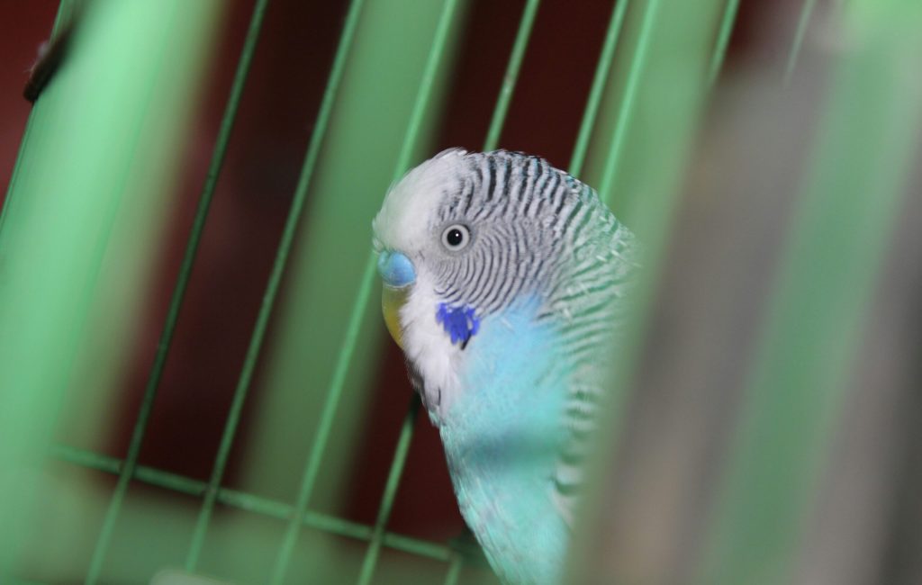 jayesh-borse-ObSTAbsiTgU-unsplash (1)