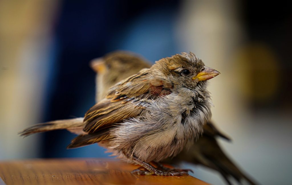 kateryna-sheliuk-efMADvDQvEg-unsplash kateryna-sheliuk-efMADvDQvEg-unsplash