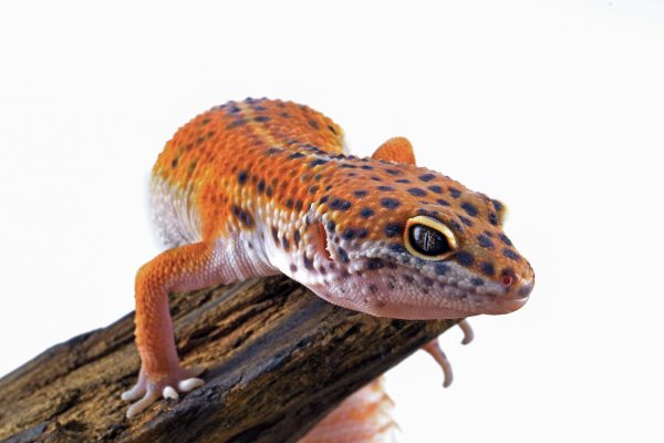 leaopard-gecko-closeup-wood-isolated-white-background