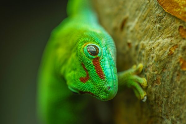 leon-pauleikhoff-gZPH6r_UvSk-unsplash