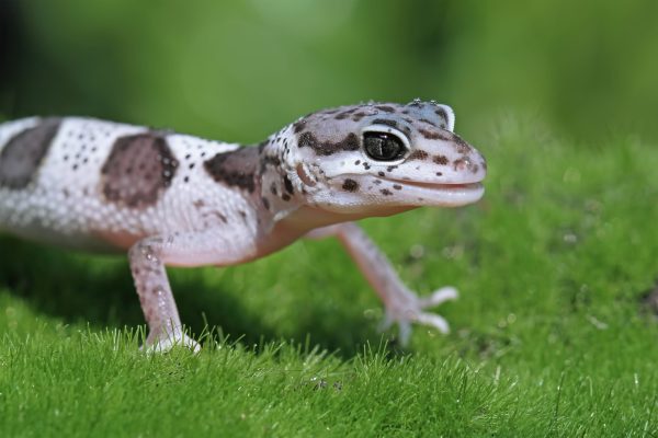 leopard-geckol-closeup-head-wood-leopard-gecko-lookong-prey-moss