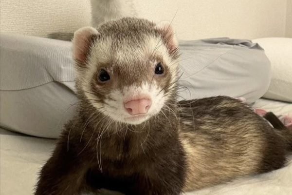 lil ferret
