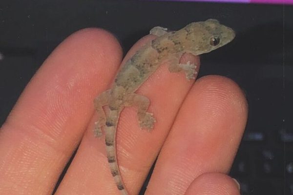 lizard – lagartixa lizard - lagartixa